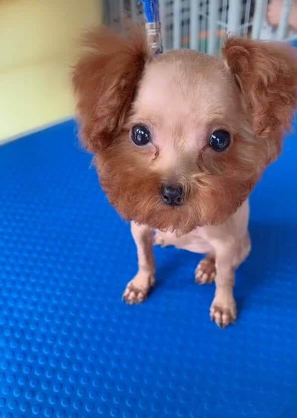 狗狗|秃头|泰迪_新浪新闻