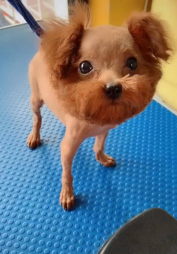 主人把泰迪剃成了地中海秃头网友沙师弟真的是你吗