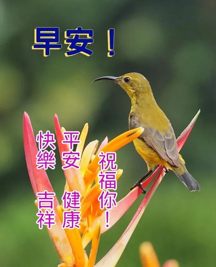 创意好看的早上好图片带字带祝福语早晨好动图美图大全