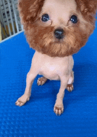 主人把泰迪剃成了地中海秃头网友沙师弟真的是你吗