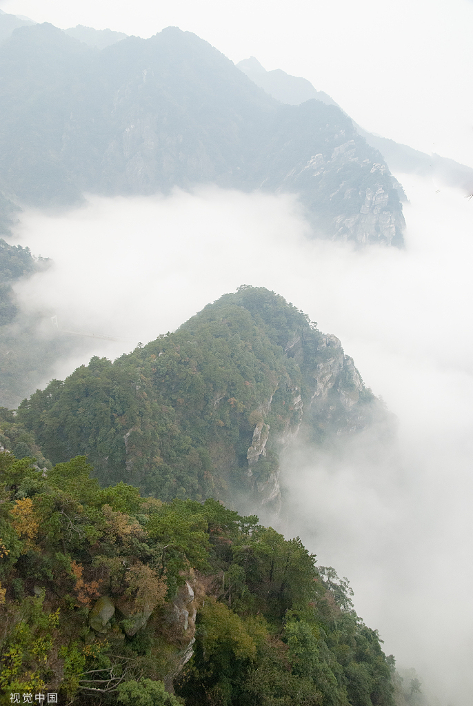 到庐山品雾根茶|春茶_新浪新闻
