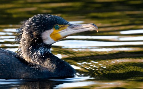 我只是摸个鱼，你们却把我当演员休闲区蓝鸢梦想 - Www.slyday.coM