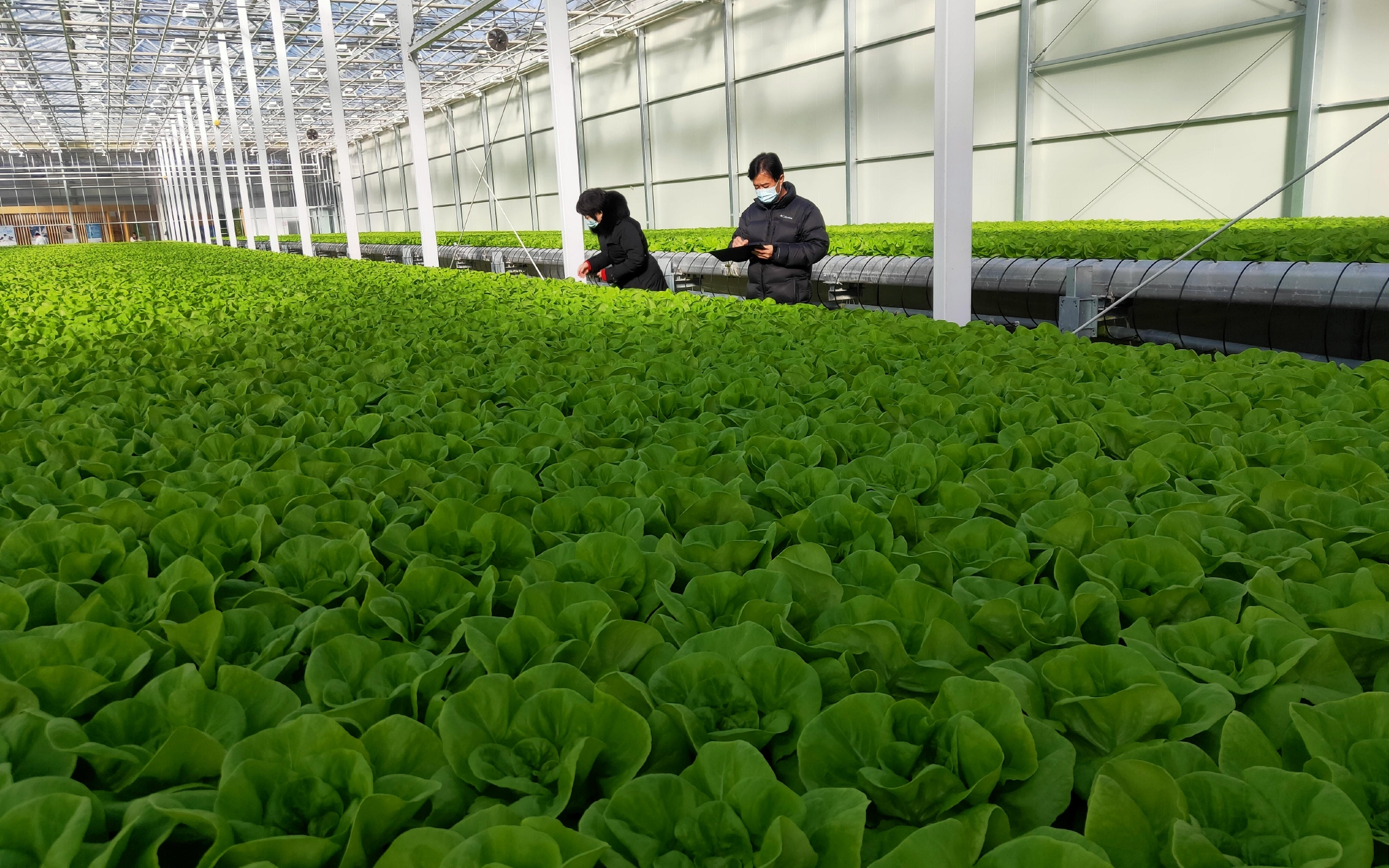 密云区某冬奥农产品直供基地的水培生菜大棚.受访者供图