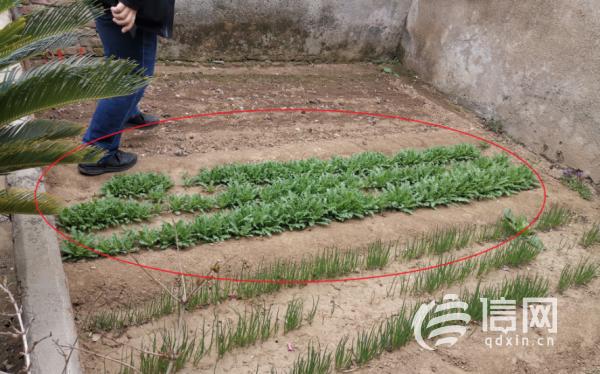 男子在农家院种植900余株罂粟 被依法取保候审休闲区蓝鸢梦想 - Www.slyday.coM