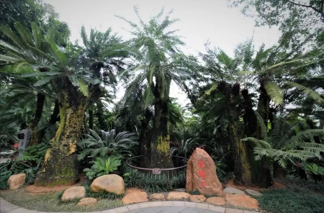 千年苏铁园快来南宁这里感受铁树开花的魅力