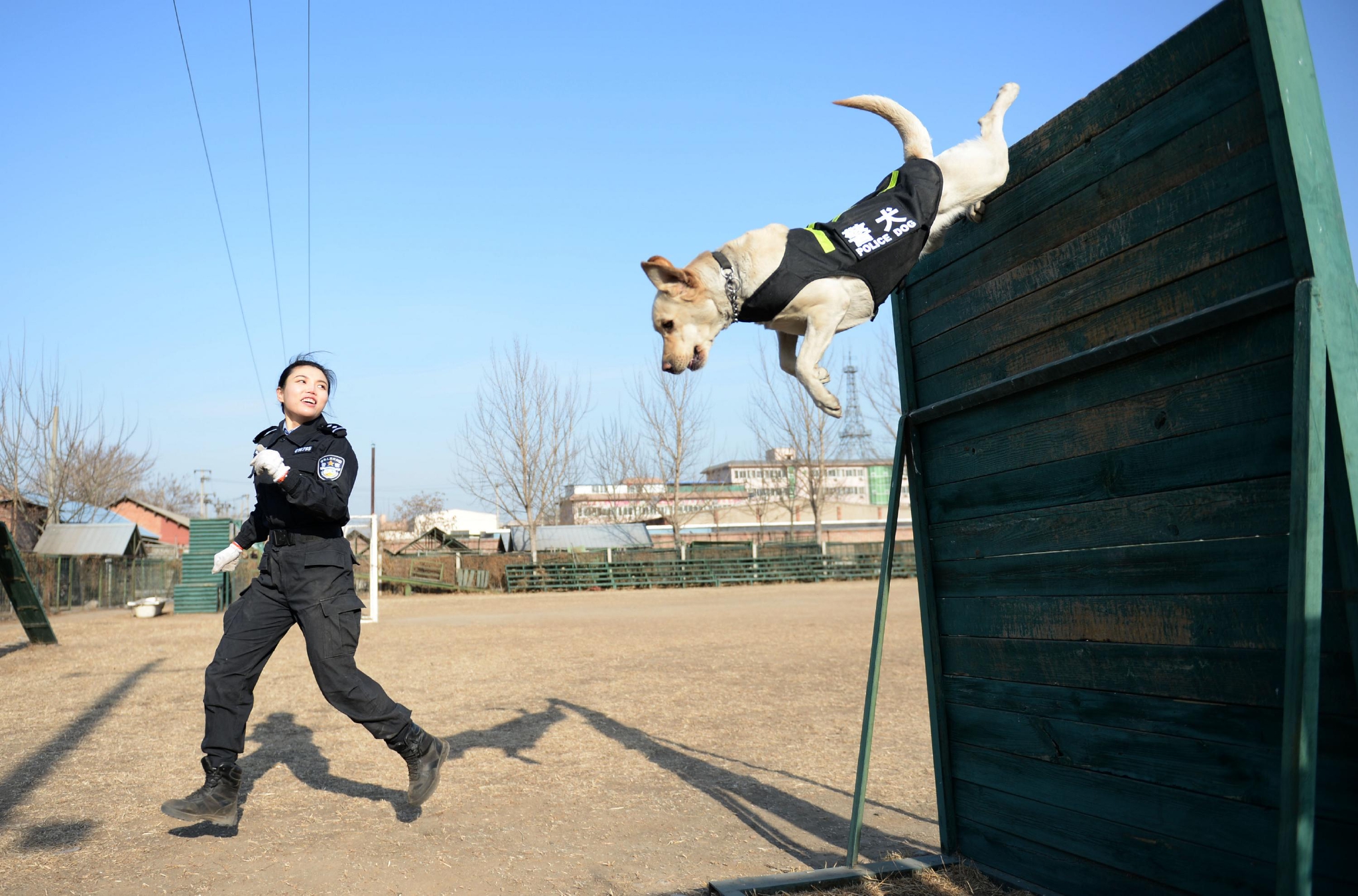 2015年,警犬拉拉在警花主人的号令下,纵身跃下两米多高的木墙.