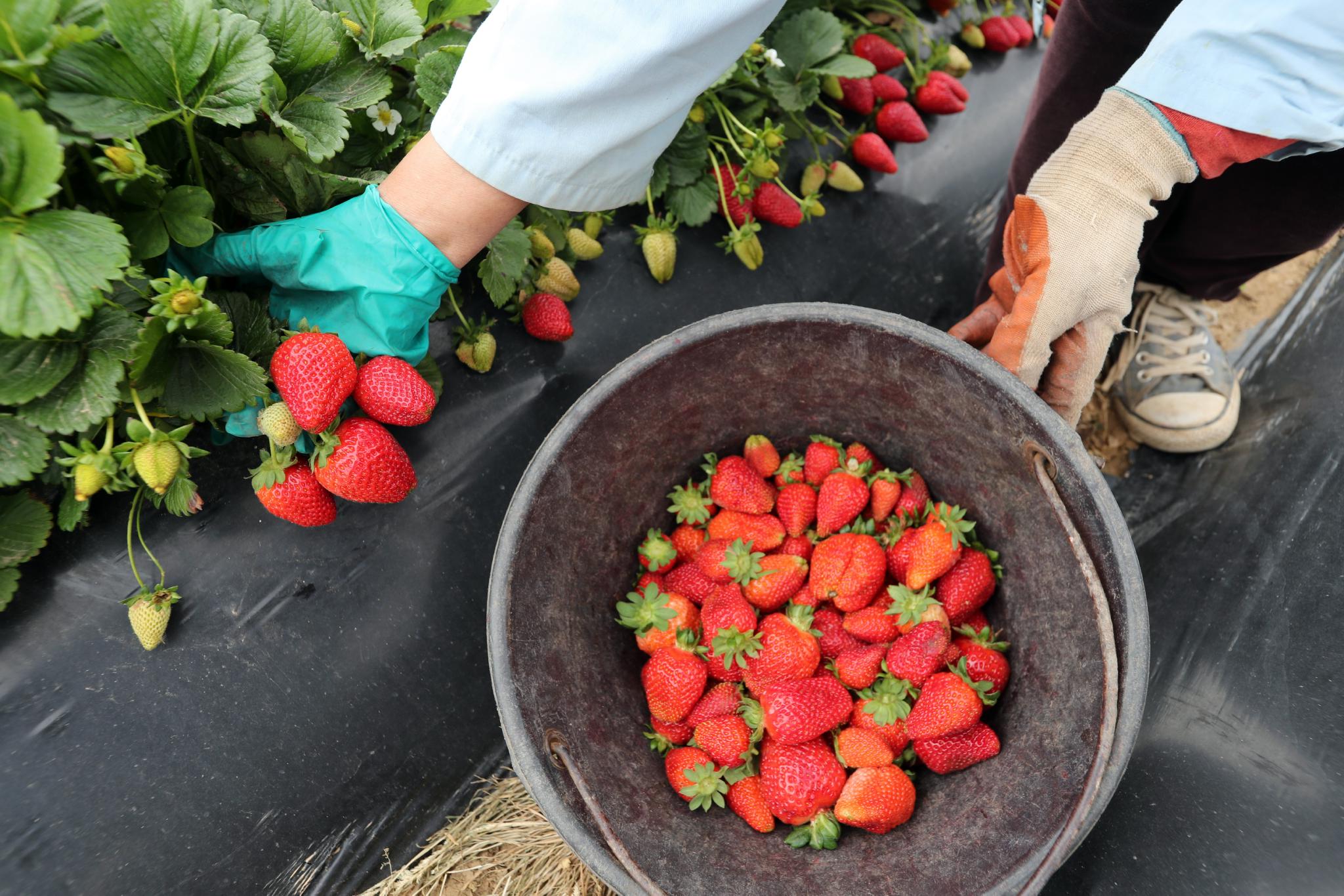 突尼斯采摘草莓