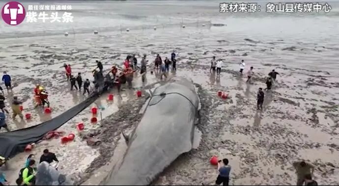 【紫牛头条】19米长搁浅抹香鲸的求生欲感动所有人，救援人员讲述详细经过