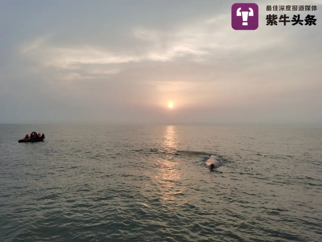 【紫牛头条】19米长搁浅抹香鲸的求生欲感动所有人，救援人员讲述详细经过