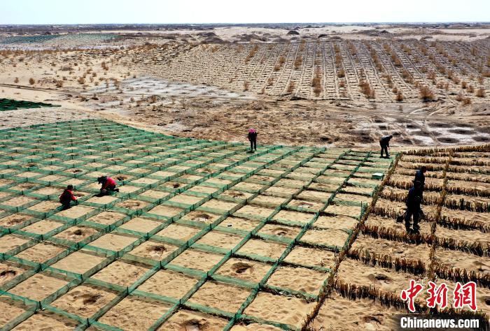 图为工程师在沙障内低覆盖度点栽梭梭,毛条,沙拐枣等抗风沙,耐干旱的