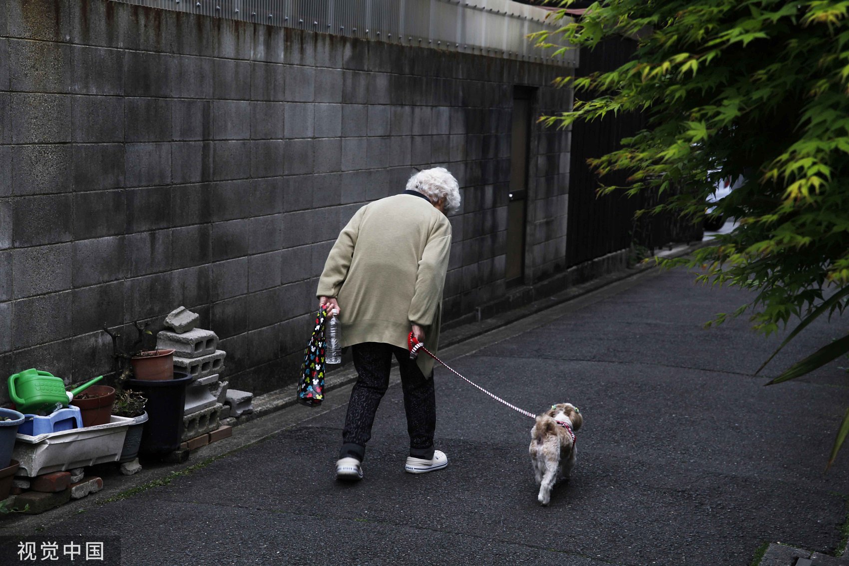 独自遛狗的日本老人