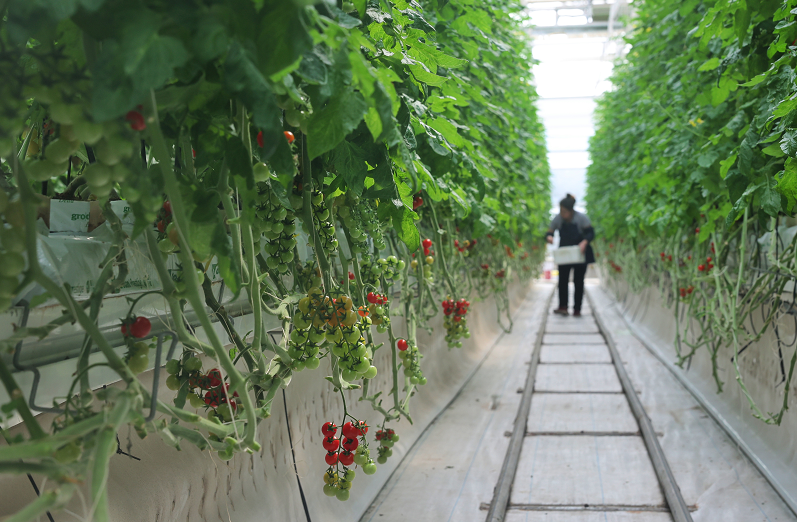 在神舟绿鹏公司,工作人员正在大棚内采收"太空番茄".