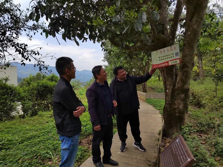 千年茶乡昌宁县漭水镇黄家寨登上热搜榜