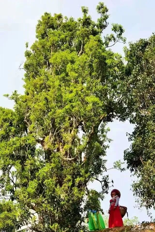 千年茶乡昌宁县漭水镇黄家寨登上热搜榜