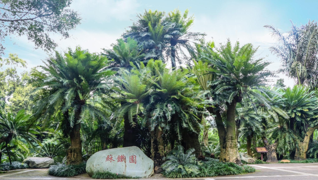 千年苏铁园快来南宁这里感受铁树开花的魅力