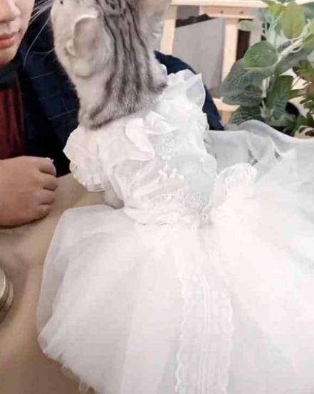 小伙给猫咪穿上婚纱, 实在太美了, 网友: 男友看了要分手休闲区蓝鸢梦想 - Www.slyday.coM