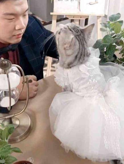 小伙给猫咪穿上婚纱, 实在太美了, 网友: 男友看了要分手休闲区蓝鸢梦想 - Www.slyday.coM