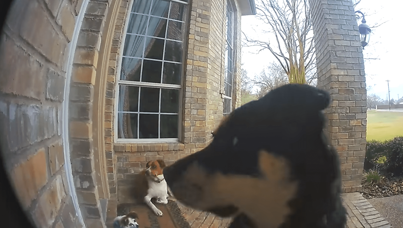 狗狗每天自己出门遛弯,回家还知道按门铃:主人,我们回来了休闲区蓝鸢梦想 - Www.slyday.coM 狗狗每天自己出门遛弯,回家还知道按门铃:主人,我们回来了休闲区蓝鸢梦想 - Www.slyday.coM