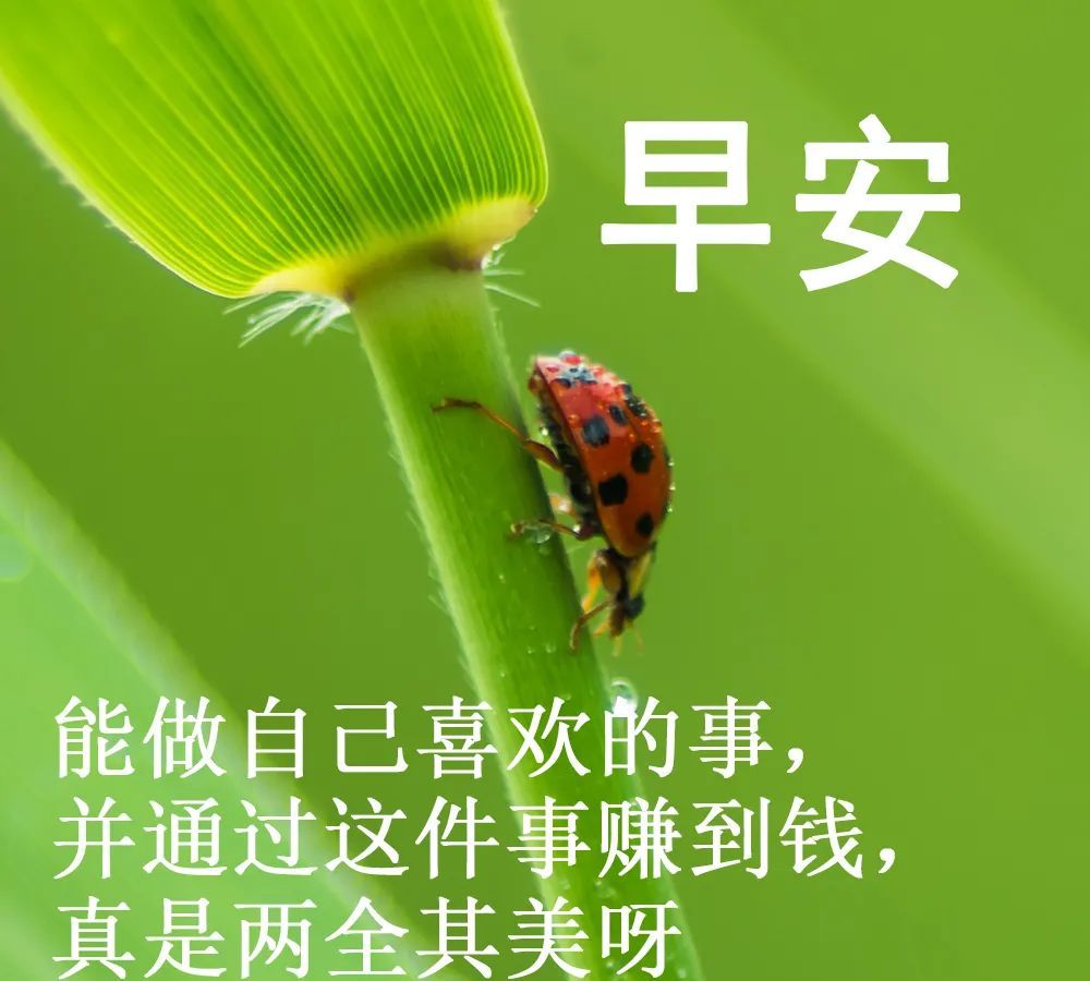 唯美早上好问候语图片带字精选，清晨早安祝福图片|刀子嘴|波澜|人生_新浪新闻
