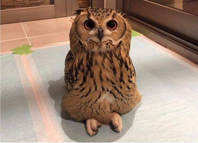 猫头鹰见到主人立即跑过来撒娇场面搞笑有趣