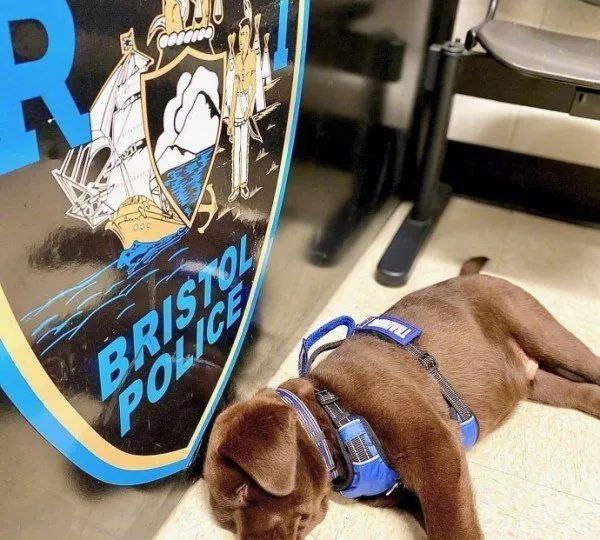 警犬宝宝入职第一天,就直接趴桌子上睡翻过去,而且粉丝还越睡越多休闲区蓝鸢梦想 - Www.slyday.coM