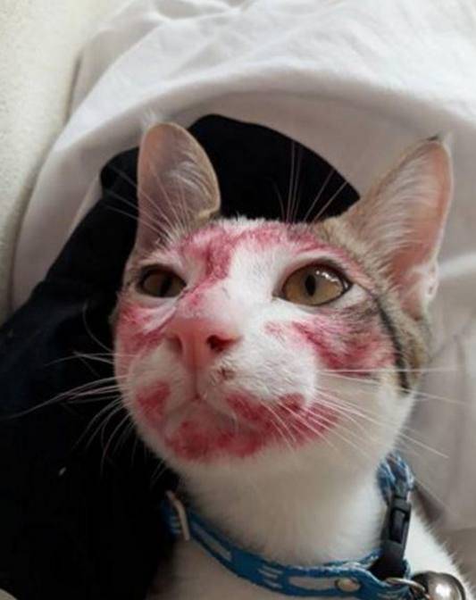 小主人趁大人不在家就整猫咪,主人下班回家被猫咪给逗乐了休闲区蓝鸢梦想 - Www.slyday.coM 小主人趁大人不在家就整猫咪,主人下班回家被猫咪给逗乐了休闲区蓝鸢梦想 - Www.slyday.coM