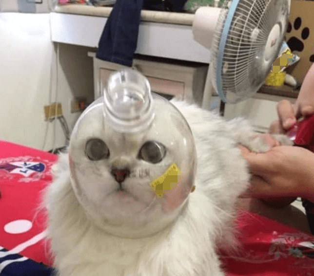 男子罩住了猫咪的头,网友们仔细一看,纷纷声称太有才了|猫咪|饮料瓶