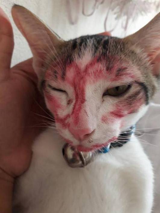 小主人趁大人不在家就整猫咪,主人下班回家被猫咪给逗乐了休闲区蓝鸢梦想 - Www.slyday.coM 小主人趁大人不在家就整猫咪,主人下班回家被猫咪给逗乐了休闲区蓝鸢梦想 - Www.slyday.coM