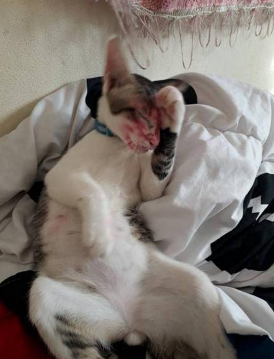 小主人趁大人不在家就整猫咪,主人下班回家被猫咪给逗乐了休闲区蓝鸢梦想 - Www.slyday.coM 小主人趁大人不在家就整猫咪,主人下班回家被猫咪给逗乐了休闲区蓝鸢梦想 - Www.slyday.coM