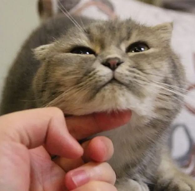 摸猫咪下巴时猫为什么如此沉醉