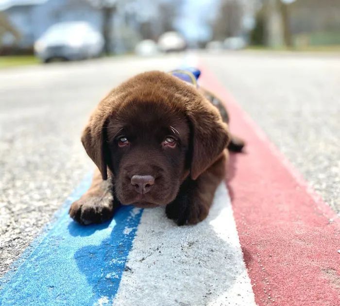 警犬宝宝入职第一天,就直接趴桌子上睡翻过去,而且粉丝还越睡越多休闲区蓝鸢梦想 - Www.slyday.coM