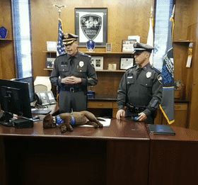 警犬宝宝入职第一天,就直接趴桌子上睡翻过去,而且粉丝还越睡越多休闲区蓝鸢梦想 - Www.slyday.coM