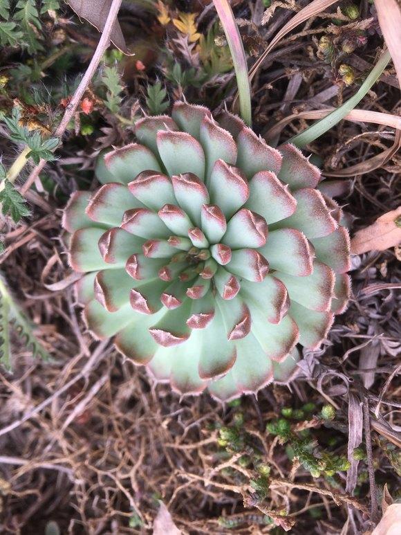 山上挖野菜遍地都是多肉感觉要发财了实际上是瓦松