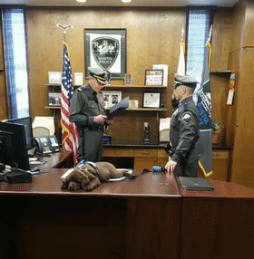 警犬宝宝入职第一天,就直接趴桌子上睡翻过去,而且粉丝还越睡越多休闲区蓝鸢梦想 - Www.slyday.coM