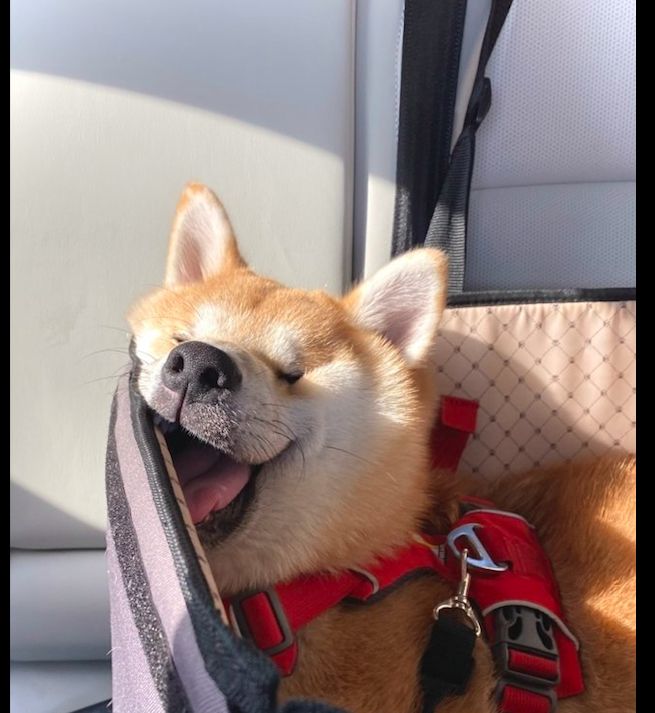 带狗狗出去玩了一天它累得睡着了都还在笑好治愈的满足脸