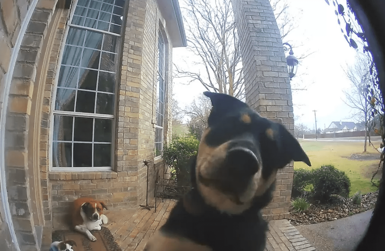 狗狗每天自己出门遛弯,回家还知道按门铃:主人,我们回来了休闲区蓝鸢梦想 - Www.slyday.coM 狗狗每天自己出门遛弯,回家还知道按门铃:主人,我们回来了休闲区蓝鸢梦想 - Www.slyday.coM