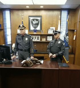 警犬宝宝入职第一天,就直接趴桌子上睡翻过去,而且粉丝还越睡越多休闲区蓝鸢梦想 - Www.slyday.coM