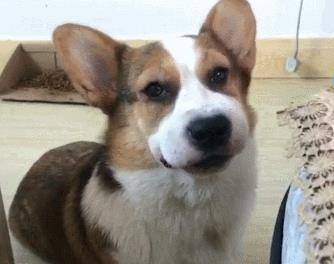 柯基被蜜蜂蛰了, 脸肿成包子委屈巴巴, 主人: 原谅我不厚的笑了休闲区蓝鸢梦想 - Www.slyday.coM