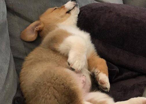 柯基被蜜蜂蛰了, 脸肿成包子委屈巴巴, 主人: 原谅我不厚的笑了休闲区蓝鸢梦想 - Www.slyday.coM