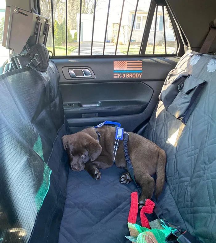 警犬宝宝入职第一天,就直接趴桌子上睡翻过去,而且粉丝还越睡越多休闲区蓝鸢梦想 - Www.slyday.coM