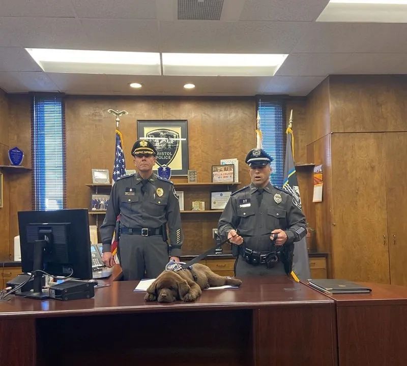 警犬宝宝入职第一天,就直接趴桌子上睡翻过去,而且粉丝还越睡越多休闲区蓝鸢梦想 - Www.slyday.coM