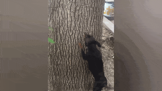 铁包金小鹿犬学会爬树引众人围观拍照会爬树的狗你遇到过吗