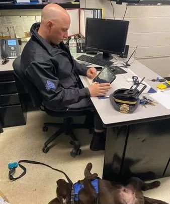 警犬宝宝入职第一天,就直接趴桌子上睡翻过去,而且粉丝还越睡越多休闲区蓝鸢梦想 - Www.slyday.coM