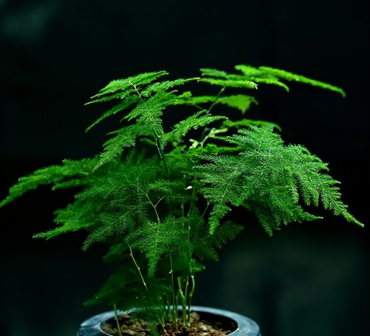 45月份养文竹掌握几个小技巧枝繁叶茂有格调