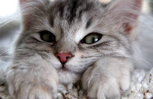 小主人趁大人不在家就整猫咪,主人下班回家被猫咪给逗乐了休闲区蓝鸢梦想 - Www.slyday.coM 小主人趁大人不在家就整猫咪,主人下班回家被猫咪给逗乐了休闲区蓝鸢梦想 - Www.slyday.coM