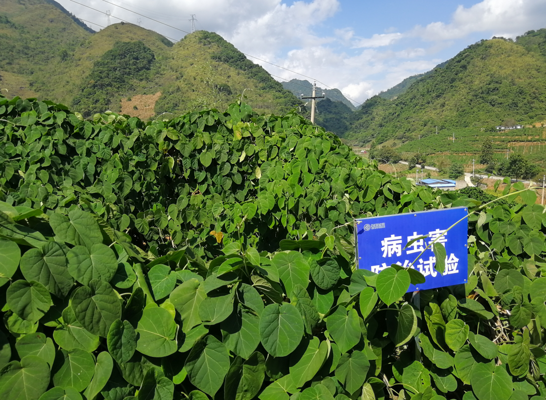 通关藤一枝相连宁滇千里缘书写圣和情