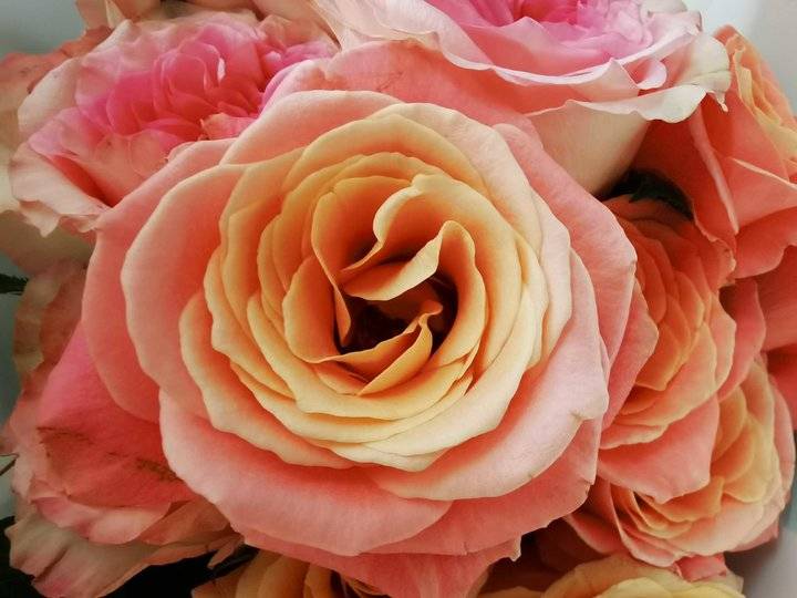 好漂亮的玫瑰花