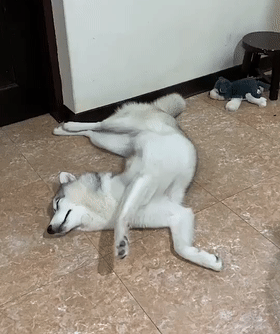 狗狗睡觉姿势过于奇葩可一看主人哈哈哈哈懂了