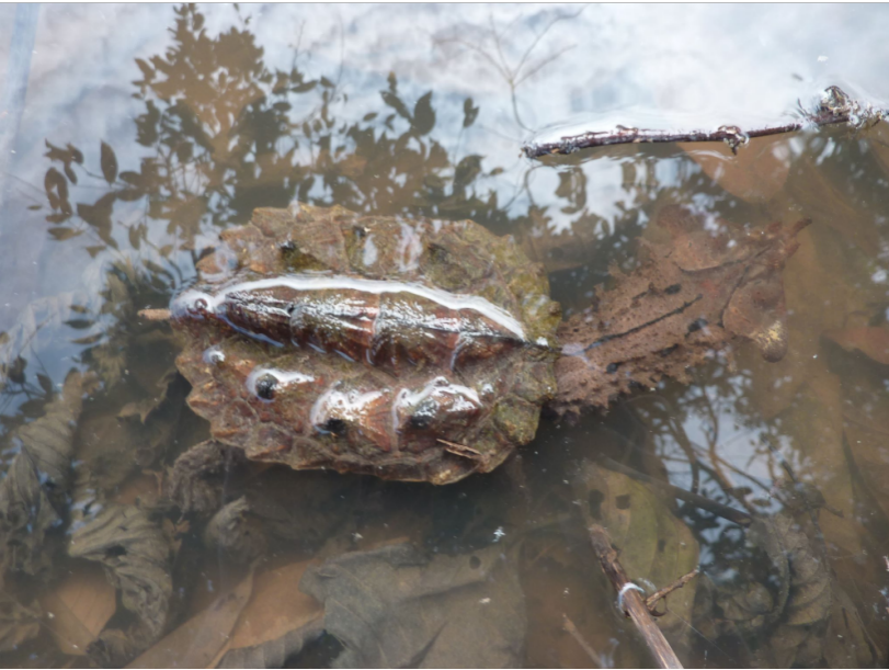 枯叶龟 chelus fimbriatus|neil_mass