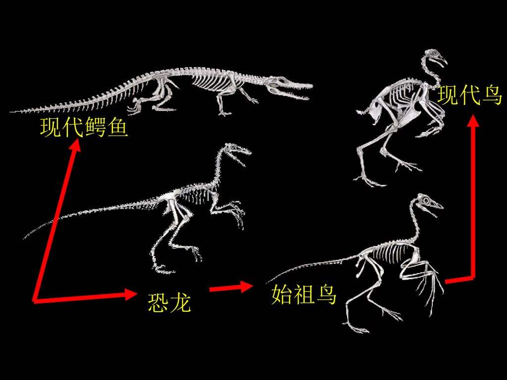 恐龙并未灭绝生物学家鸡鸭鹅以及鸟类都是恐龙的后代